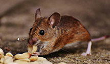 24 Hour & Emergency Exterminators in Mowrystown, OH